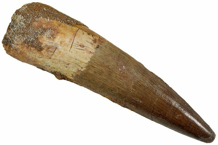 Fossil Spinosaurus Tooth - Beautiful Enamel Preservation #227267